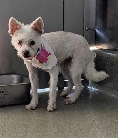 An adult small-sized female Terrier dog named Sweet Pea for adoption in San Martin, CA