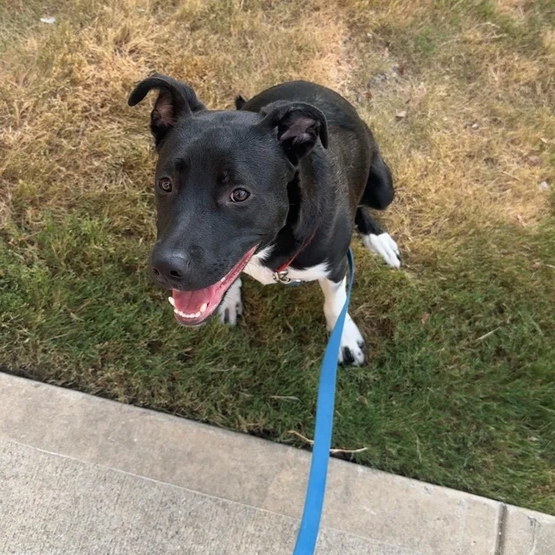 A young large-sized male Pit Bull Terrier dog named Apollo for adoption in Dallas, TX