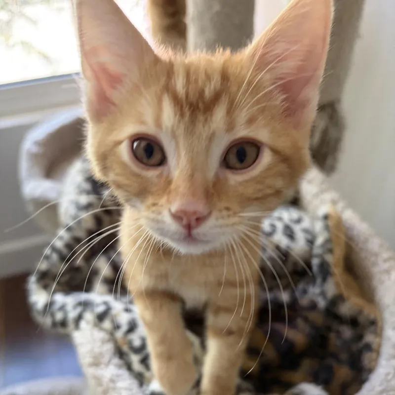 A baby small-sized male Orange / Red Domestic Short Hair cat named Roger for adoption in Los Angeles, CA
