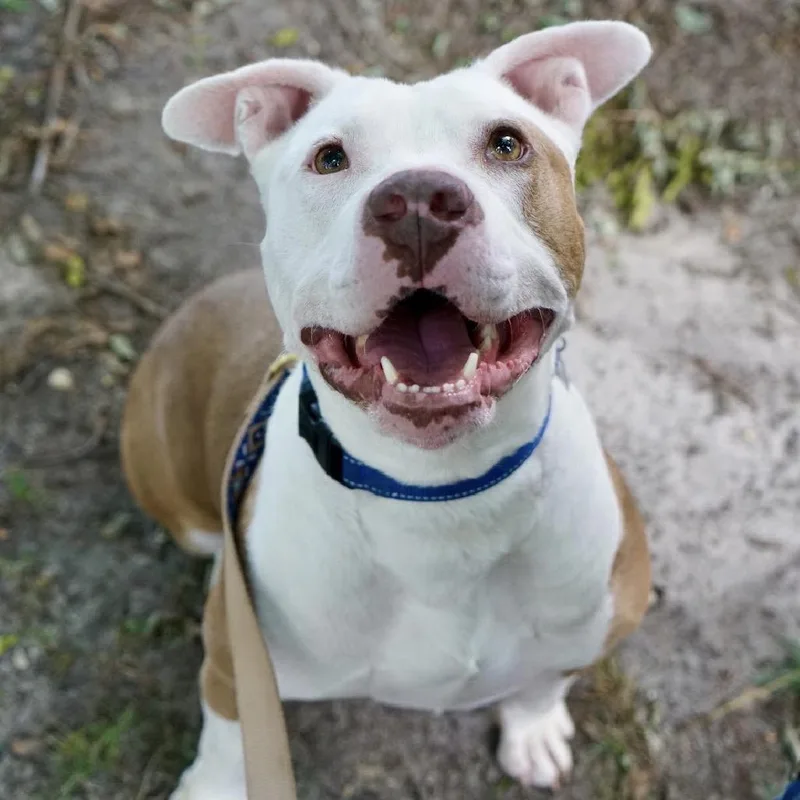 An adult medium-sized female Mixed Breed dog named Sasha for adoption in Hampton Bays, NY