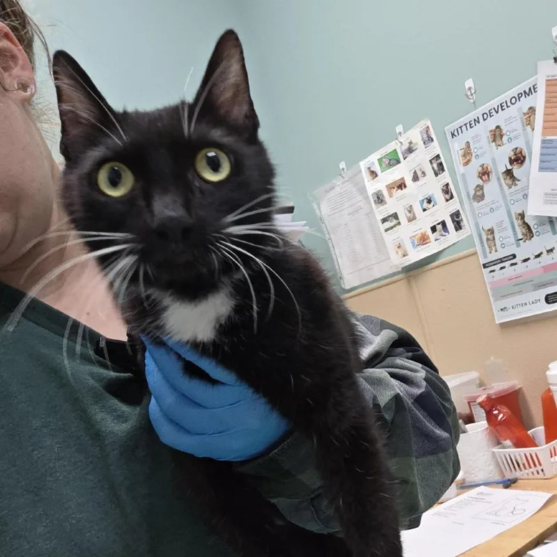 An adult medium-sized female Black Domestic Short Hair cat named Brownie Batter for adoption in Tacoma, WA
