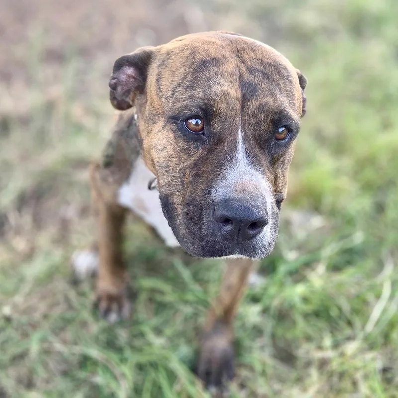 An adult medium-sized female American Staffordshire Terrier dog named Scarlett for adoption in Longview, TX