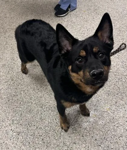 A young large-sized male Black Shepherd dog named Buckeye for adoption in Kansas City, MO