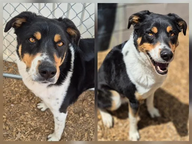 An adult medium-sized male Greater Swiss Mountain Dog dog named Mufasa for adoption in Albuquerque, NM