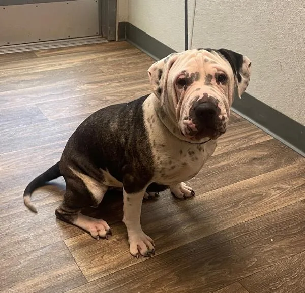 A young large-sized female Shar-Pei dog named Scrunchie for adoption in San Diego, CA