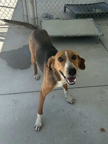 An adult medium-sized female Hound dog named Carly for adoption in King William, VA