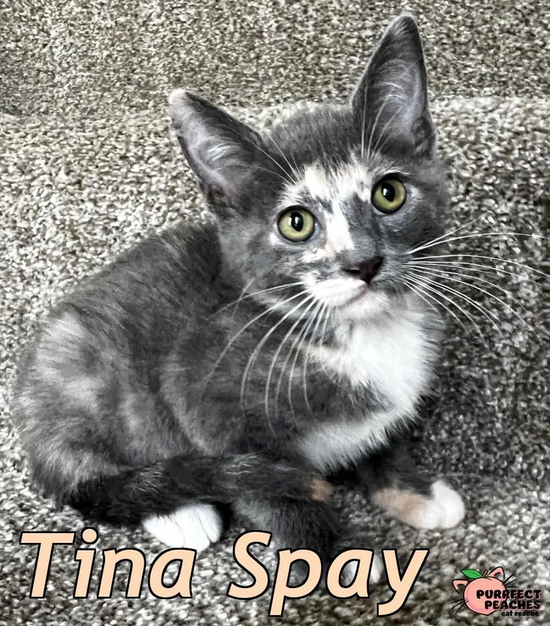 Tina Spay