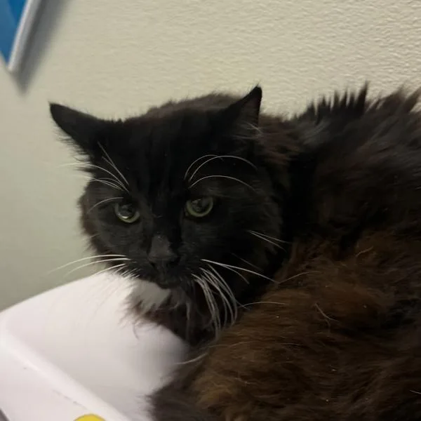 A senior large-sized female Domestic Short Hair cat named Bacall for adoption in San Diego, CA