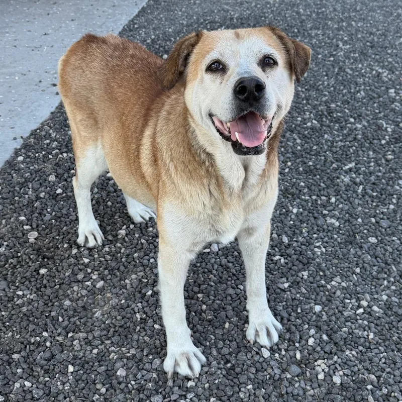 A senior small-sized female Yellow Labrador Retriever dog named Gucci for adoption in Midland, TX