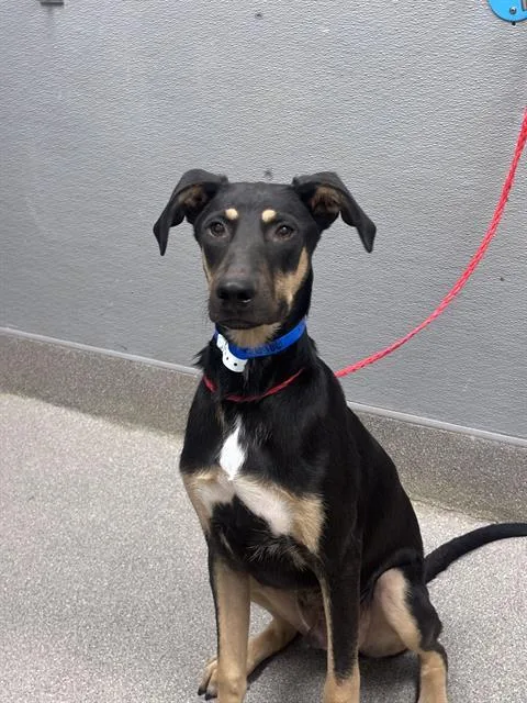 A young medium-sized male German Shepherd Dog dog named Moose for adoption in Las Vegas, NV