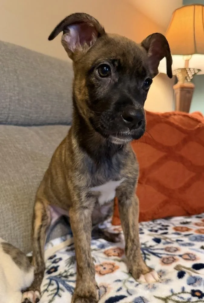 A baby medium-sized male Mountain Cur dog named Snickers for adoption in Willingboro, NJ