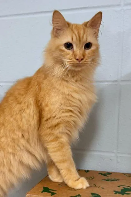 An adult small-sized female Domestic Long Hair cat named Wonder Woman for adoption in Cumming, GA