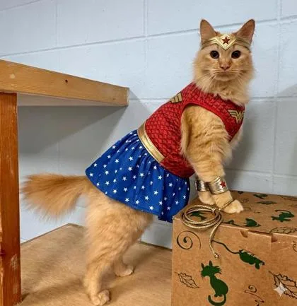 Wonder Woman thumbnail 2