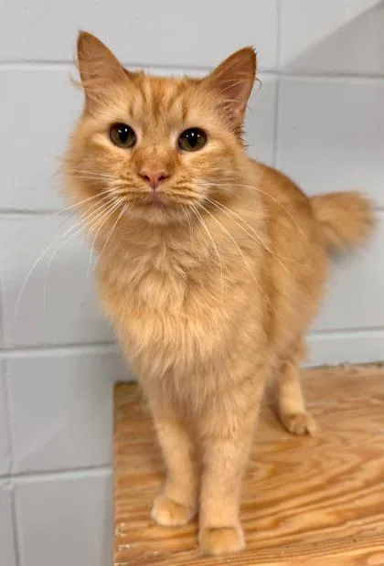 Wonder Woman thumbnail 3