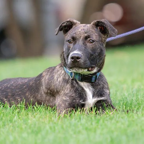 A baby small-sized male Brindle Pit Bull Terrier dog named Winfield for adoption in Minneapolis, MN