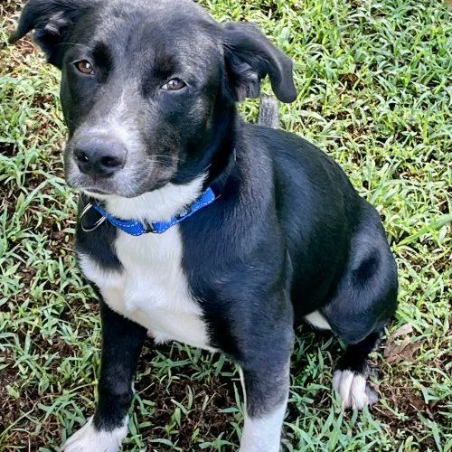 A baby medium-sized male Black Mixed Breed dog named Tucker for adoption in Bellmawr, NJ
