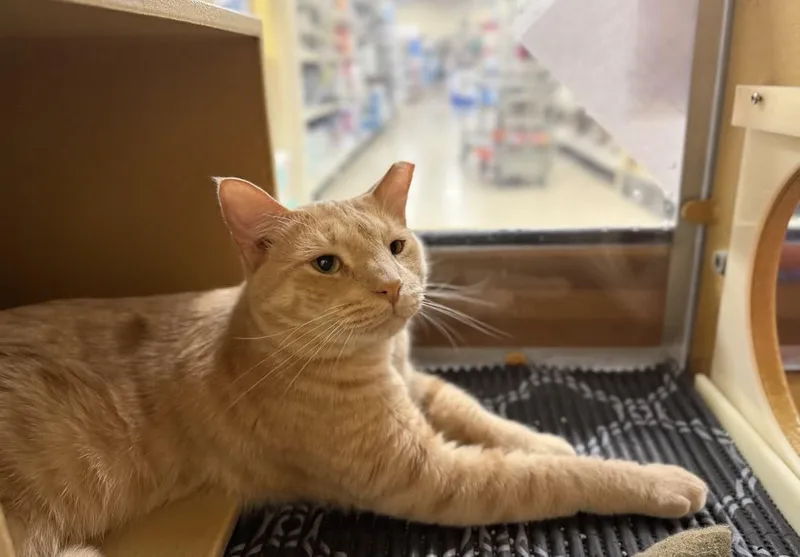 Cottontail thumbnail 3