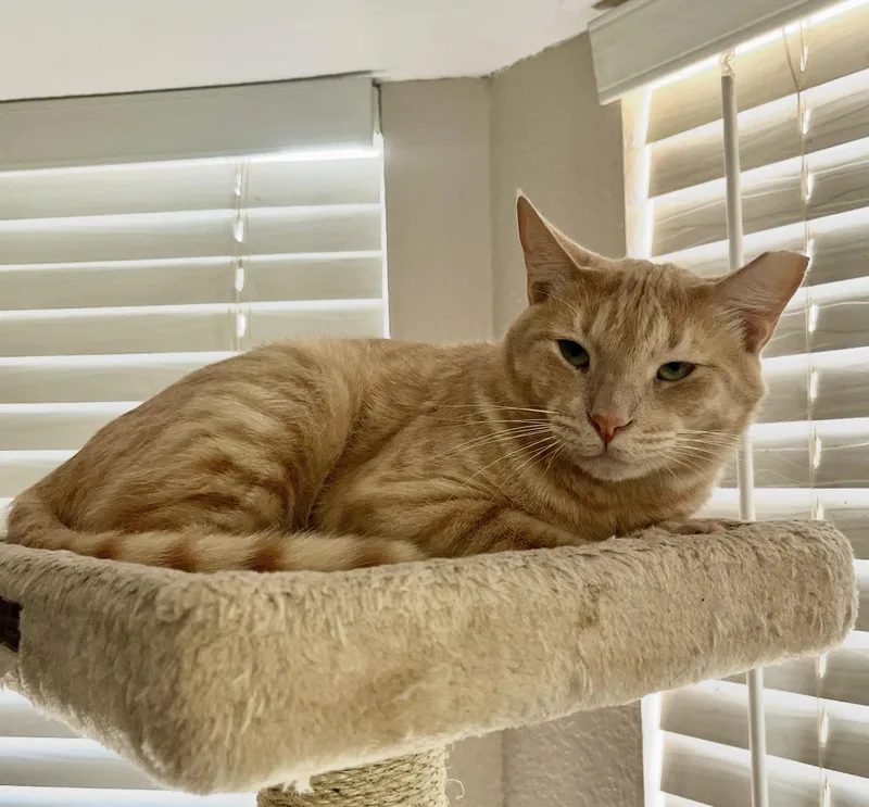 Cottontail thumbnail 4