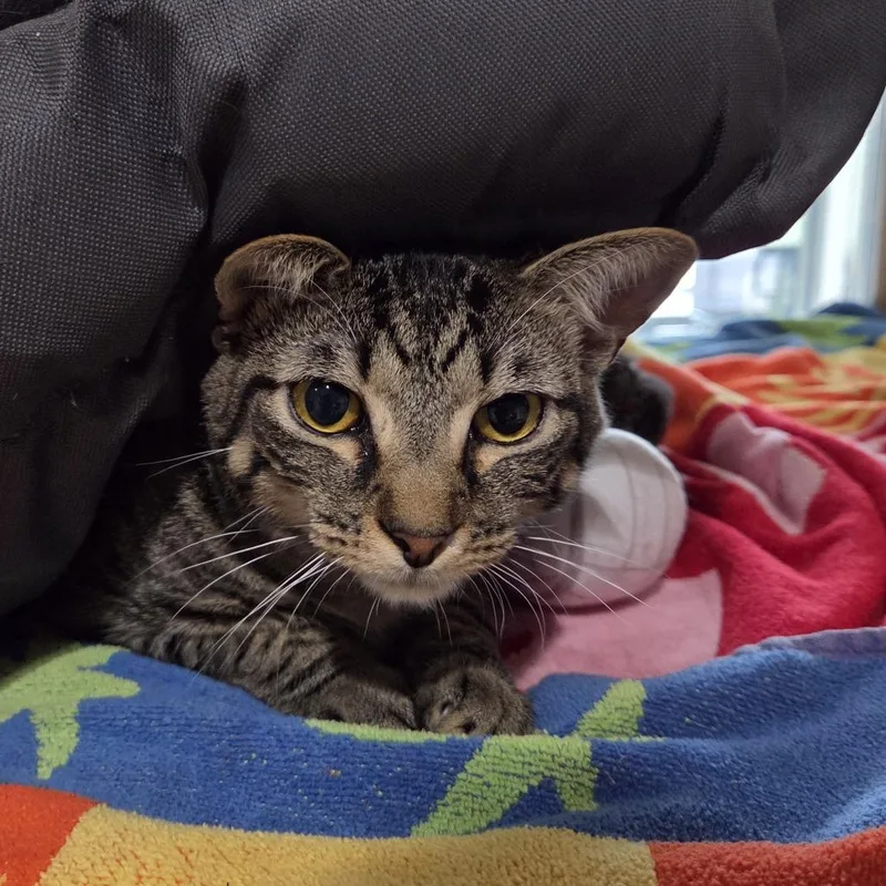 Rootbeer thumbnail 2