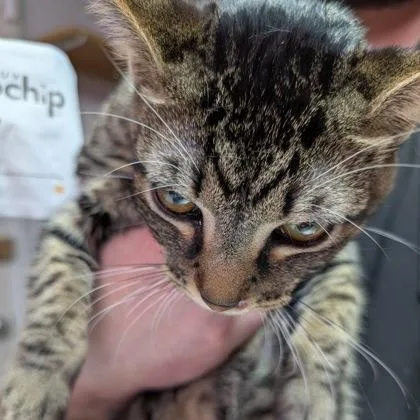 Rootbeer thumbnail 3