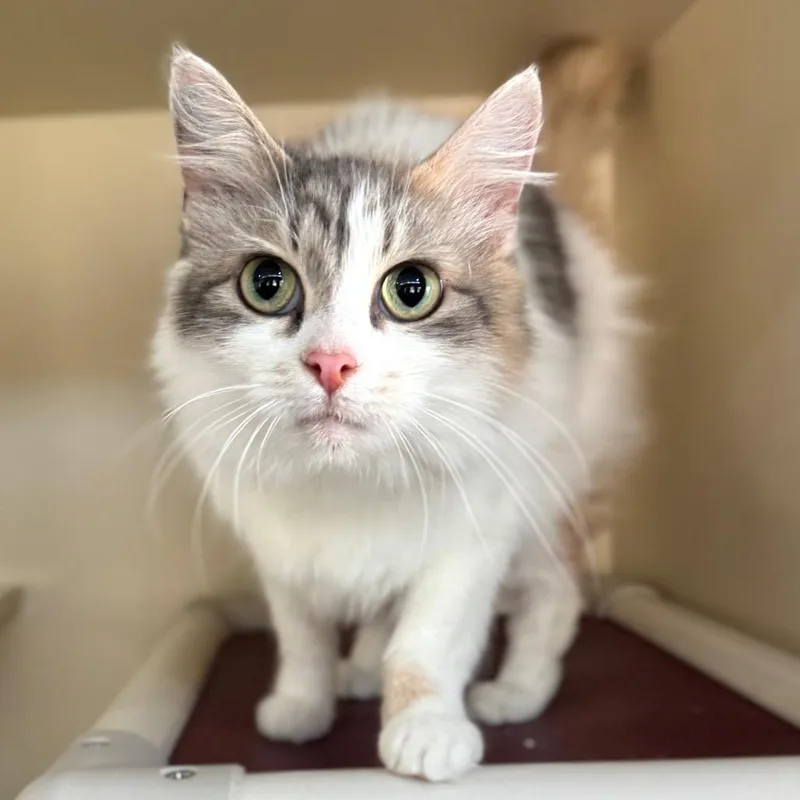 An adult medium-sized female Calico Domestic Medium Hair cat named Mimicsmash for adoption in Fredericksburg, VA
