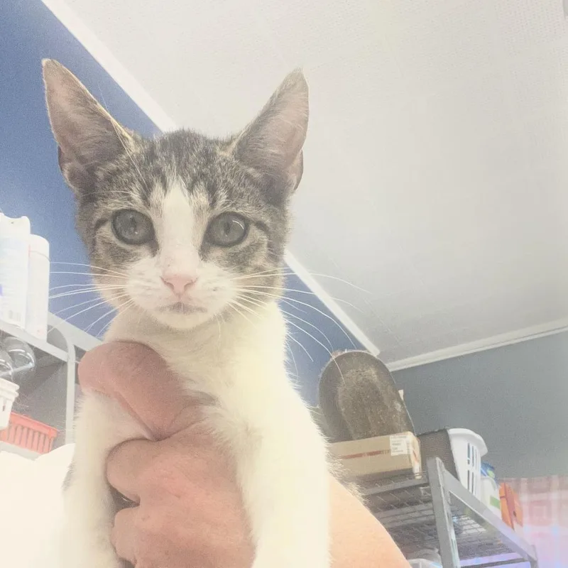 A baby small-sized female White Domestic Short Hair cat named Hazelnut for adoption in Oak Hill, WV