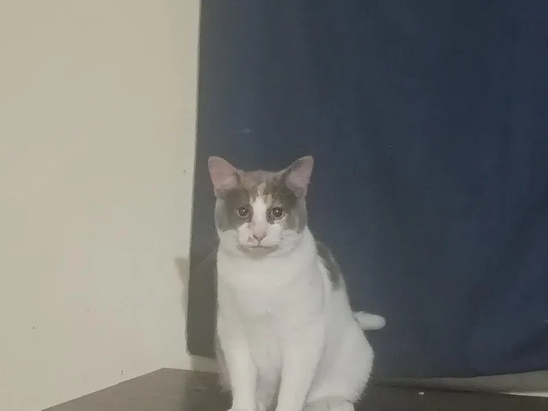 A young medium-sized female Domestic Short Hair cat named Mousy for adoption in Niles, MI