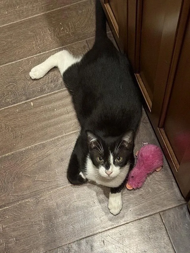 A young medium-sized female Black & White / Tuxedo Domestic Short Hair cat named Niya for adoption in Tampa, FL