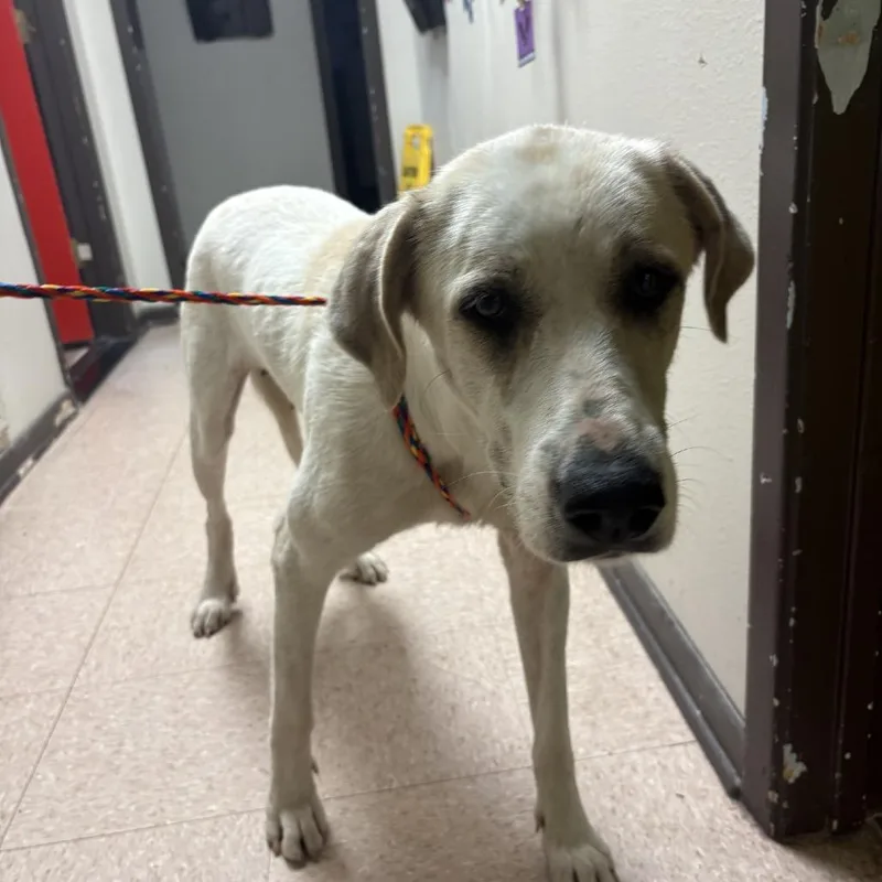 An adult large-sized female White / Cream Great Pyrenees dog named Christie for adoption in Bryan, TX
