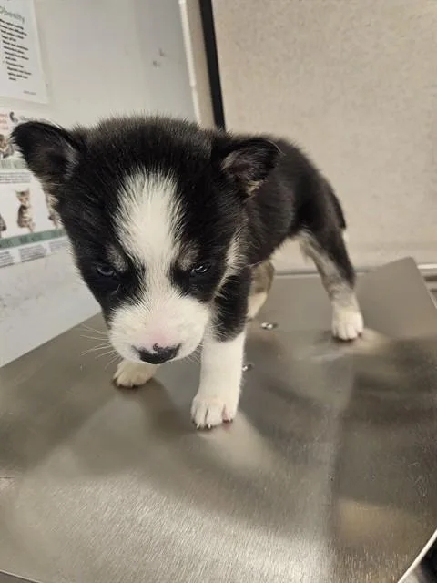 A baby large-sized female Husky dog named Coco Puffs for adoption in Baldwin Park, CA