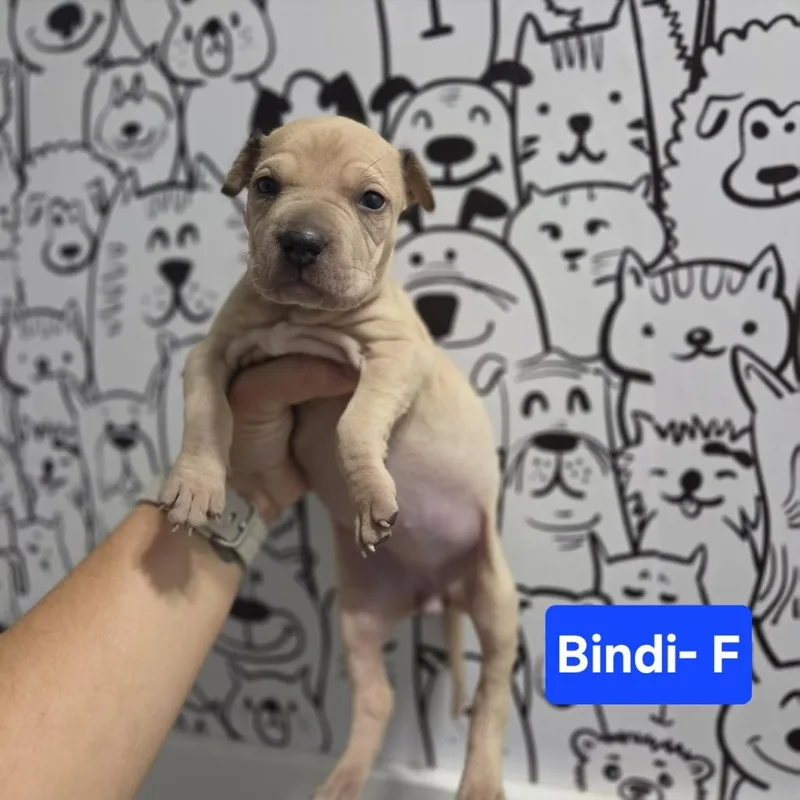 Bindi