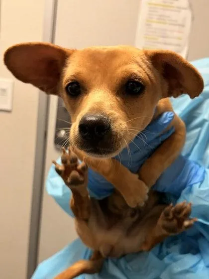 A baby small-sized male Chihuahua dog named Edison for adoption in Fresno, CA