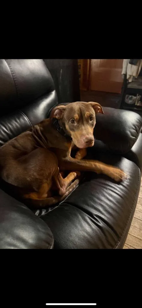 An adult medium-sized female Doberman Pinscher dog named Willow for adoption in New Kensington, PA