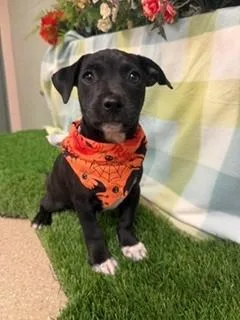 A baby medium-sized male Black American Staffordshire Terrier dog named Bone for adoption in Visalia, CA