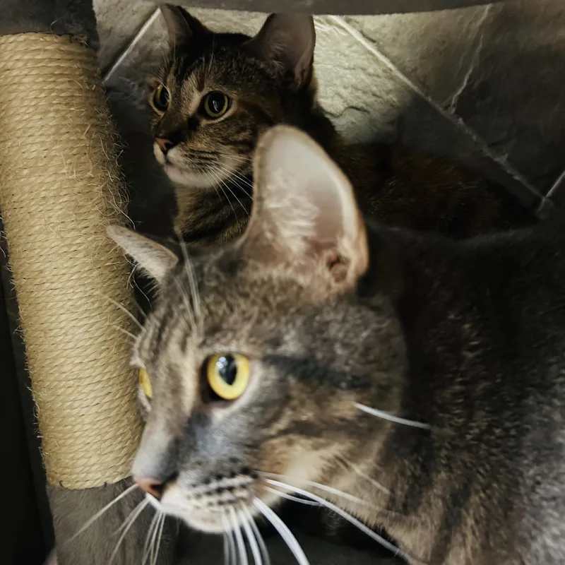 An adult large-sized male Gray / Blue / Silver Domestic Short Hair cat named Alphinaud "alphie" for adoption in Seguin, TX