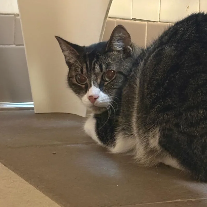 An adult small-sized female Brown / Chocolate Domestic Short Hair cat named Jade for adoption in Columbus, GA