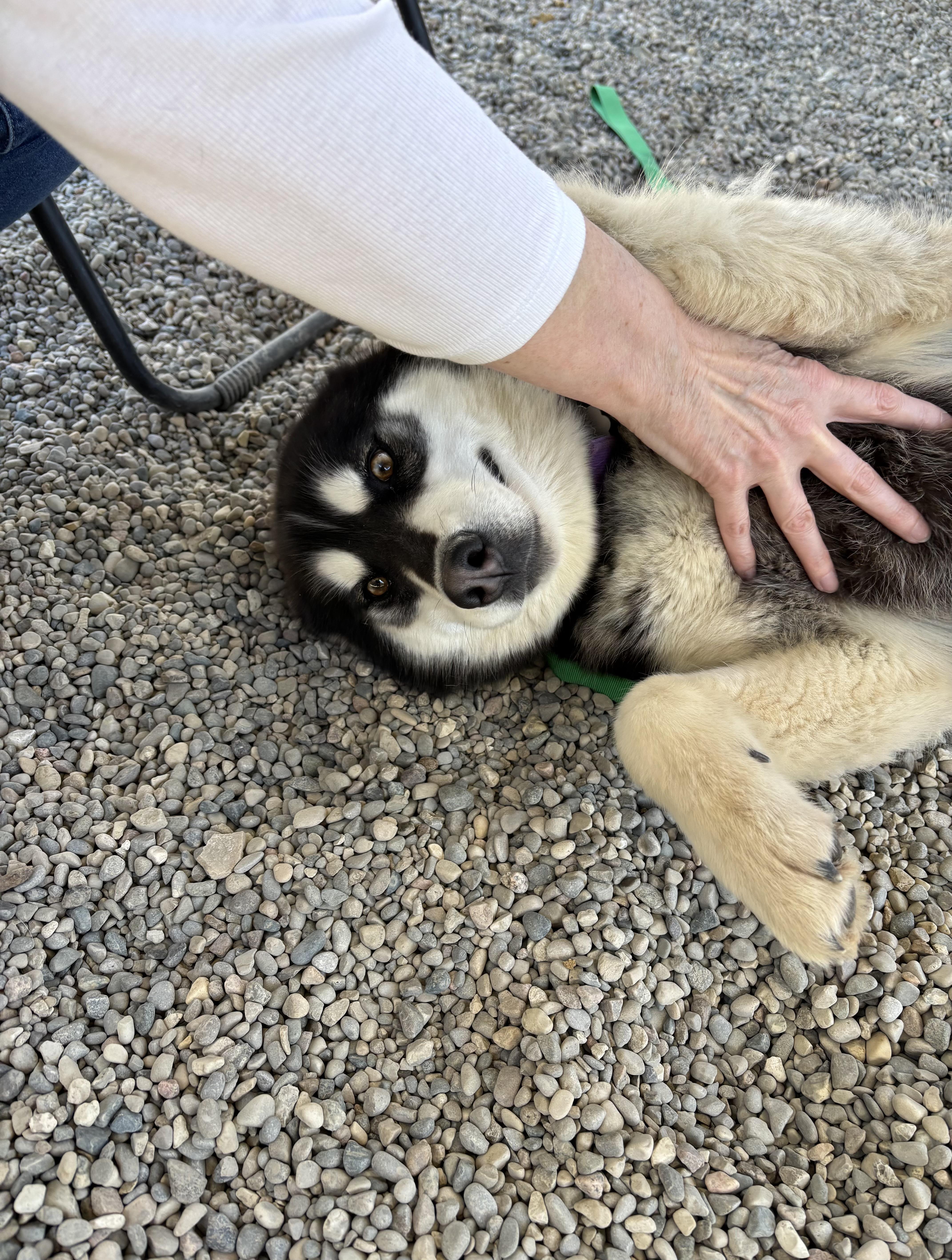 A young medium-sized female Husky dog named Danni for adoption in Oxford, MI