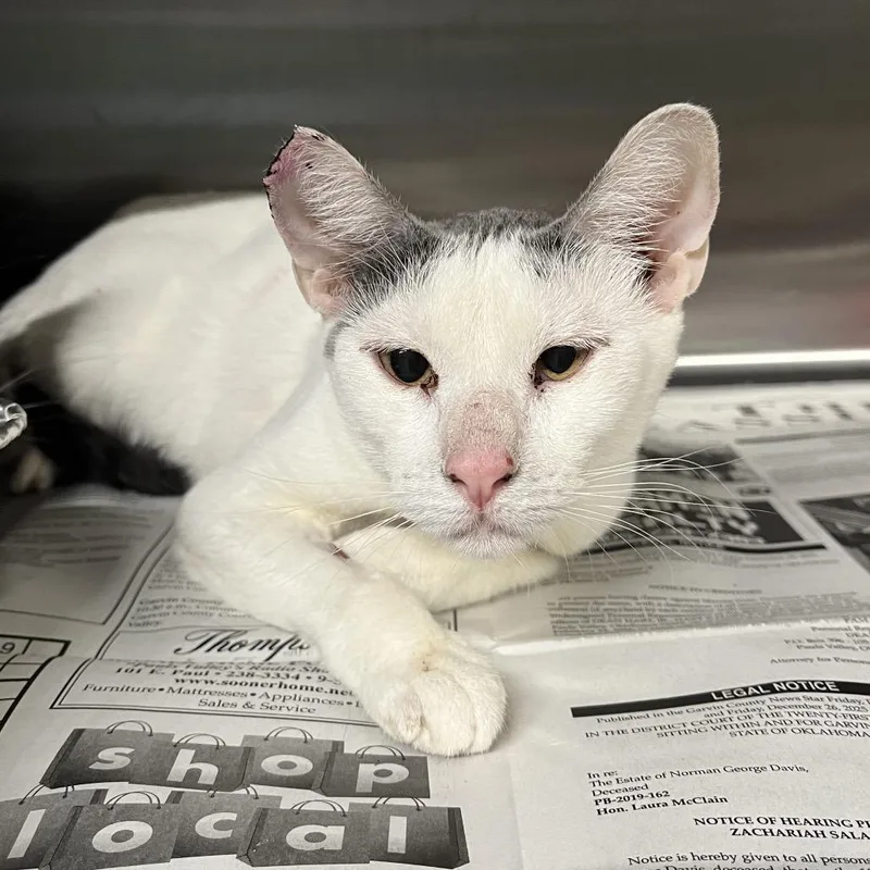 A young medium-sized female White Domestic Short Hair cat named Popclaw for adoption in Pauls Valley, OK