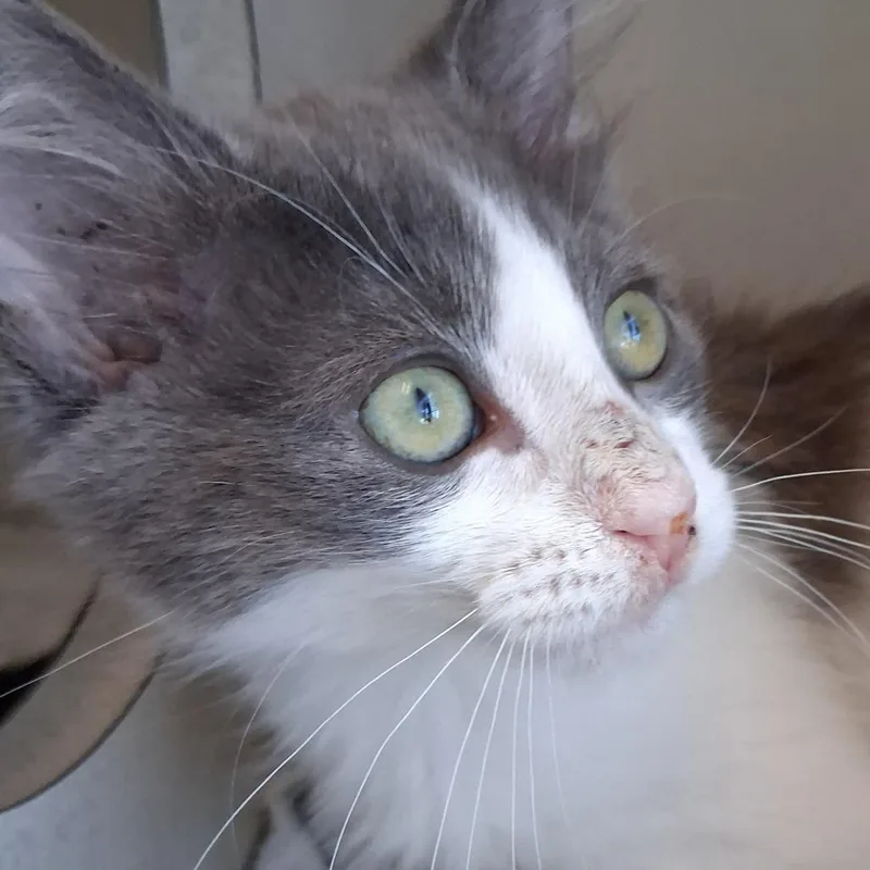 A baby small-sized female Gray / Blue / Silver Domestic Short Hair cat named Flower for adoption in Redwood City, CA