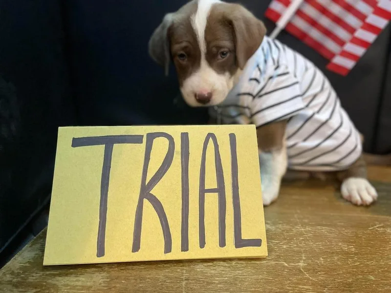 A baby medium-sized female Apricot / Beige Labrador Retriever dog named Trial for adoption in Pottstown, PA