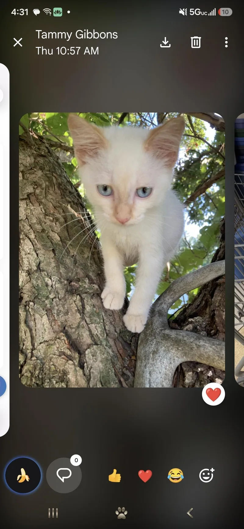 A baby small-sized male Domestic Short Hair cat named Aspen for adoption in Mexico, MO