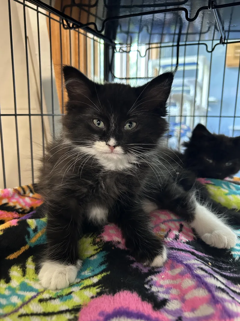 A baby medium-sized female Domestic Medium Hair cat named Kanga for adoption in St. Clair, MI