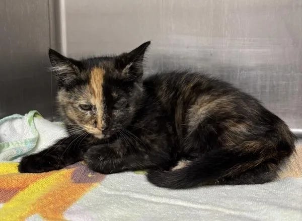 A baby medium-sized female Domestic Short Hair cat named Gemini for adoption in Silverdale, WA