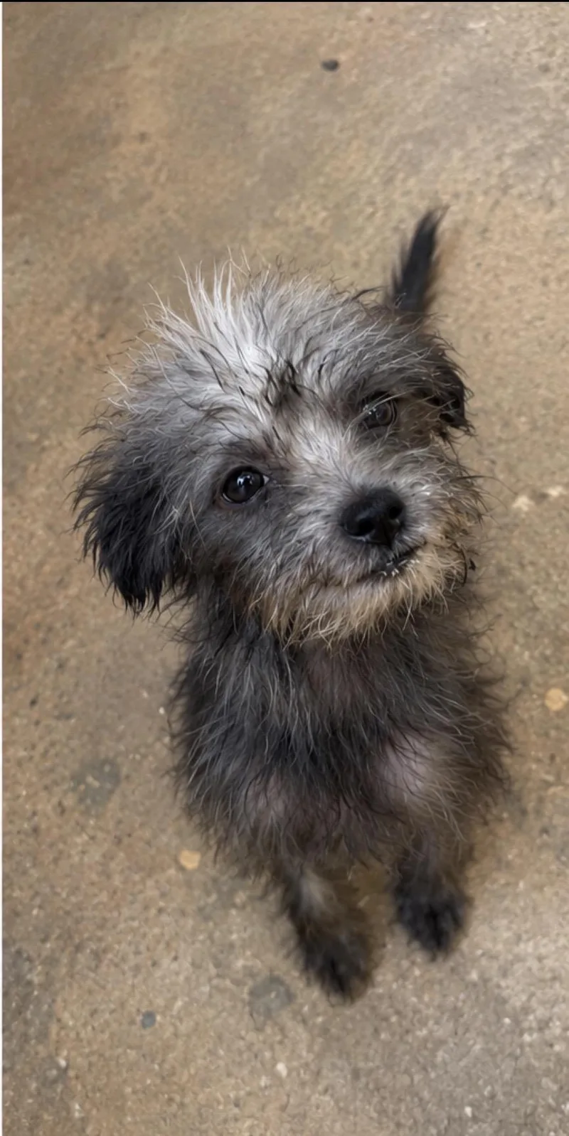 A young small-sized female Chihuahua dog named Nettle for adoption in Corona, CA