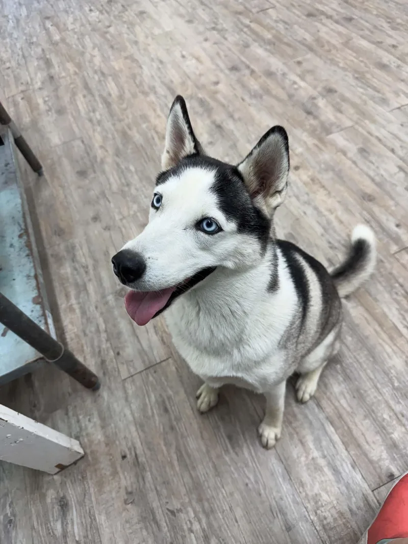 A young medium-sized female Husky dog named Luna for adoption in Winton, NC