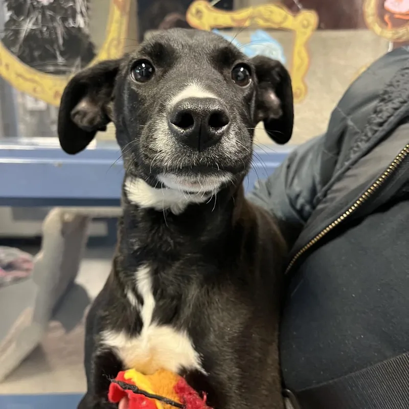 A baby medium-sized male Mixed Breed dog named Tinker for adoption in Pittsburgh, PA