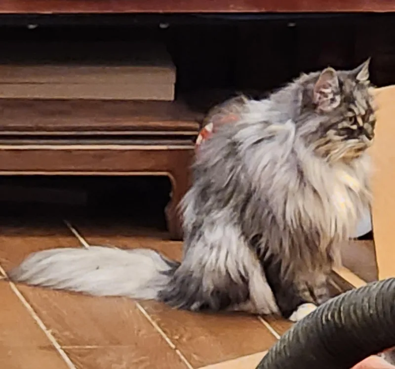 Miss Muffet thumbnail 2