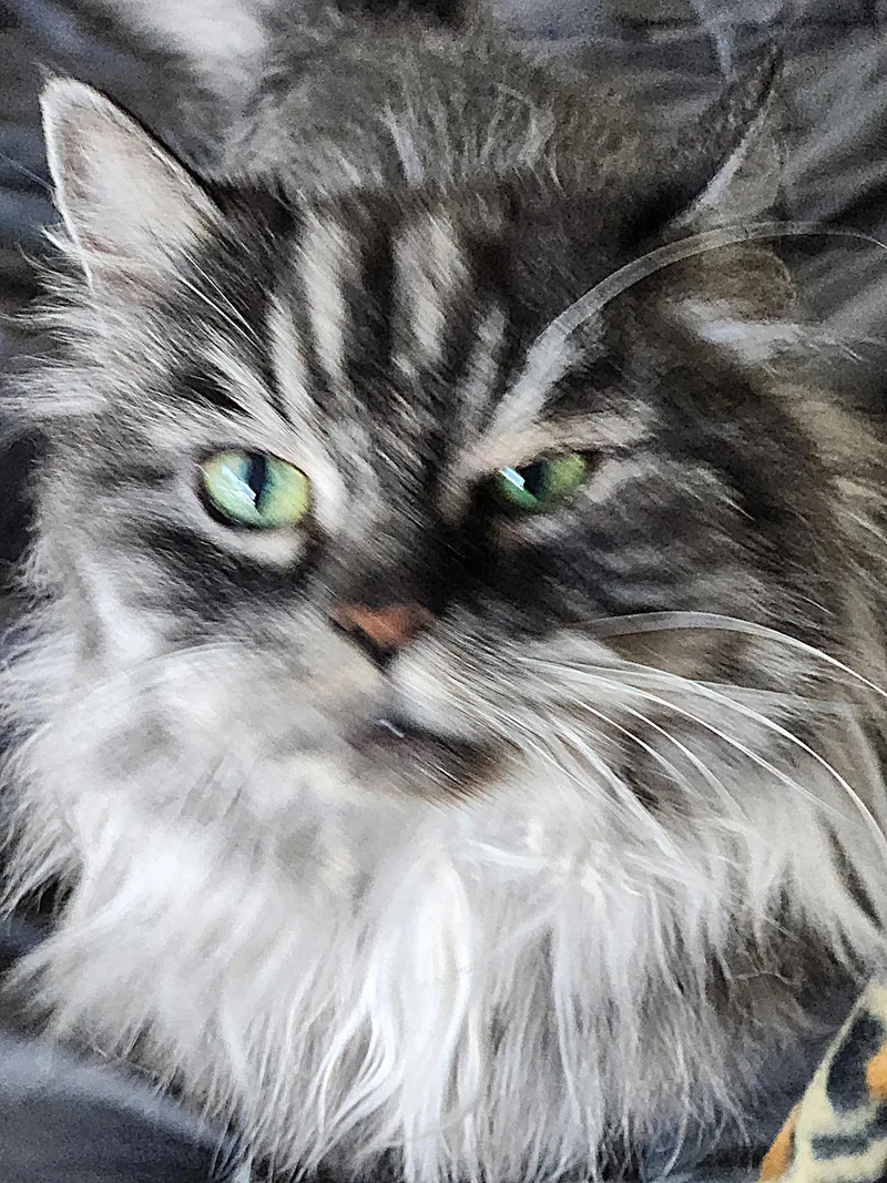 Miss Muffet thumbnail 3