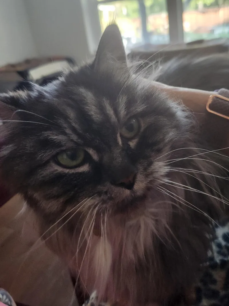 Miss Muffet thumbnail 4