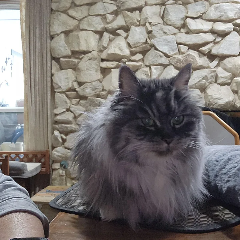 Miss Muffet thumbnail 5